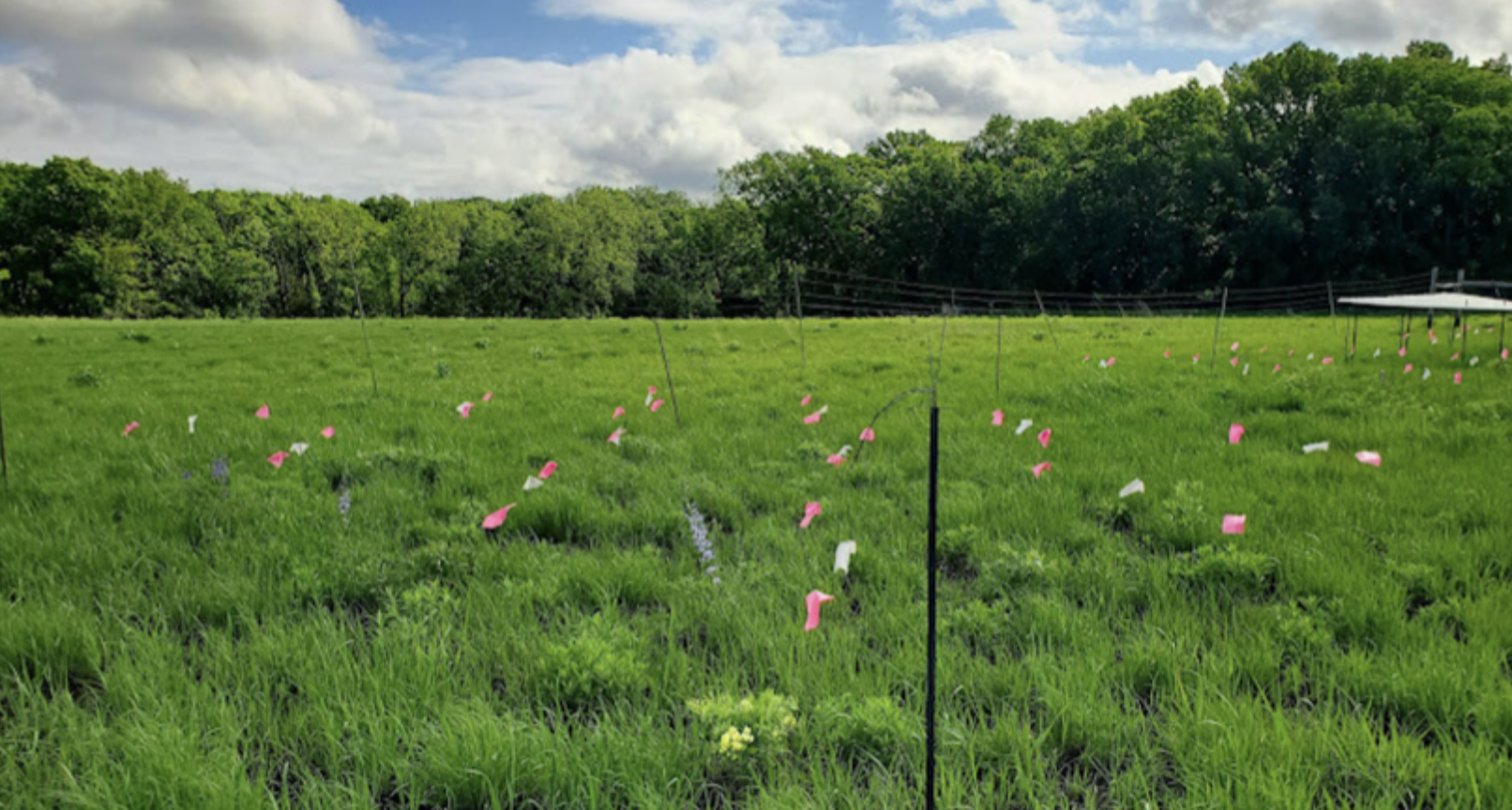 "Green field with flags marking plants identified in research"