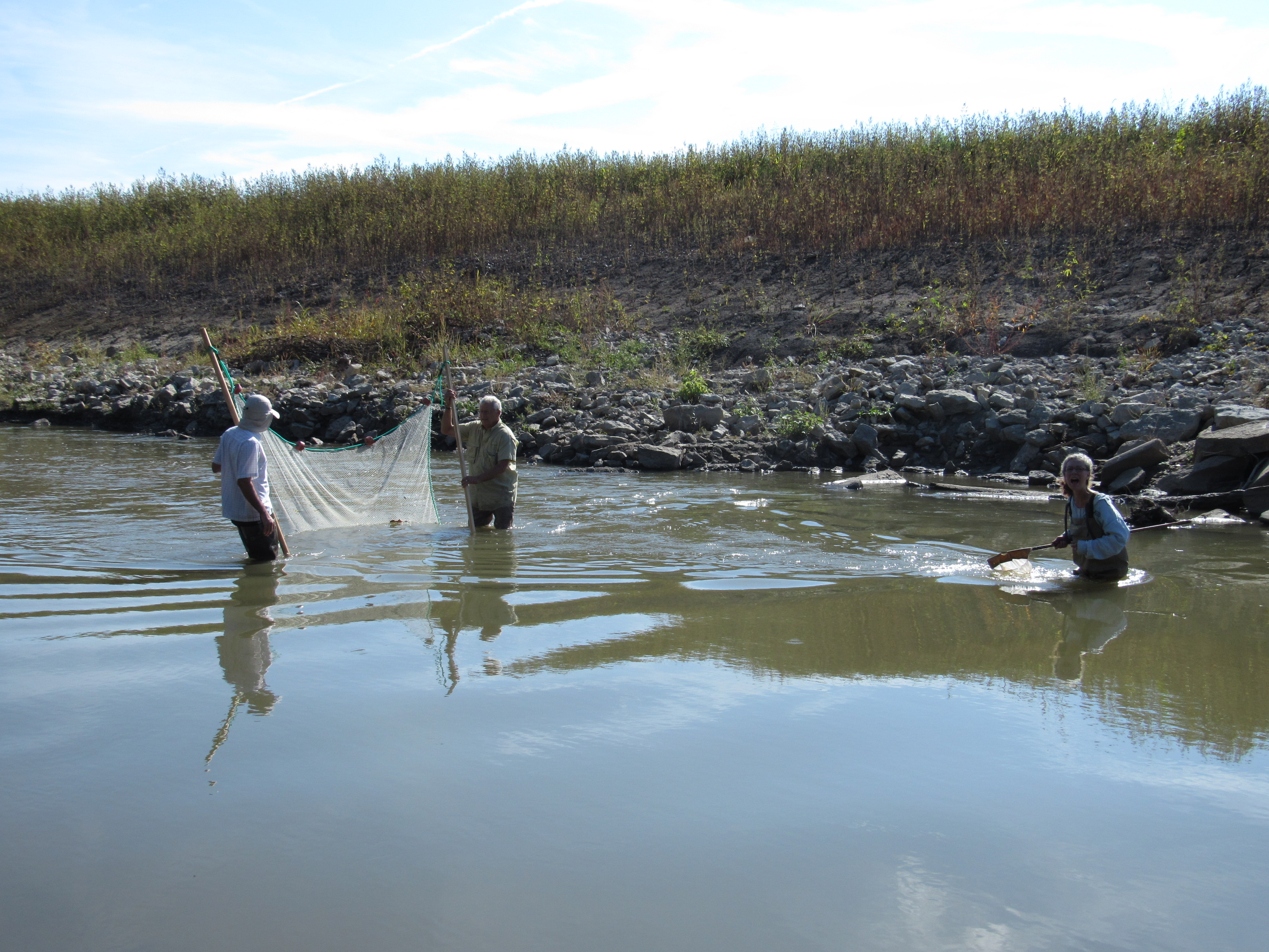 Researchers seine fish infront of a stabilized streambank on the Cottonwood River in Kansas.