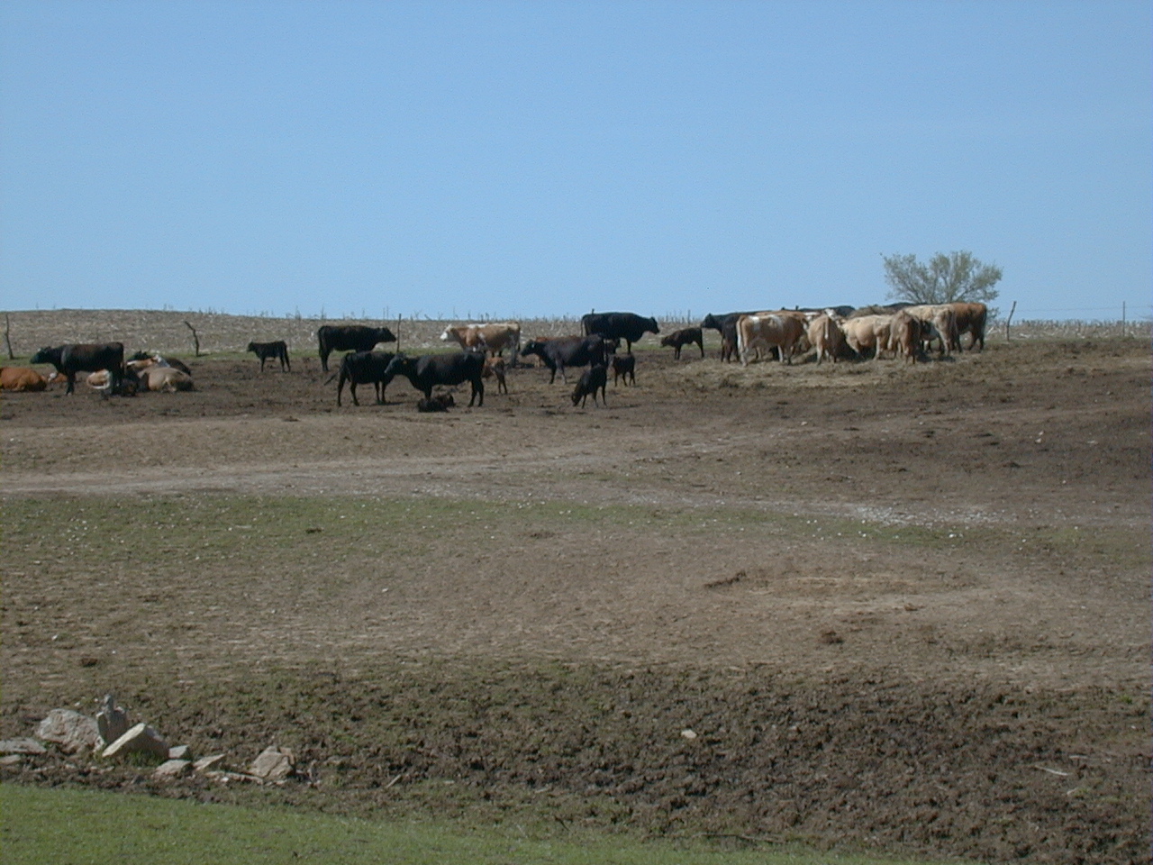 Confining cattle to feed lots leads to devegetation, erosion and water quality problems including fecal coliform contamination.
