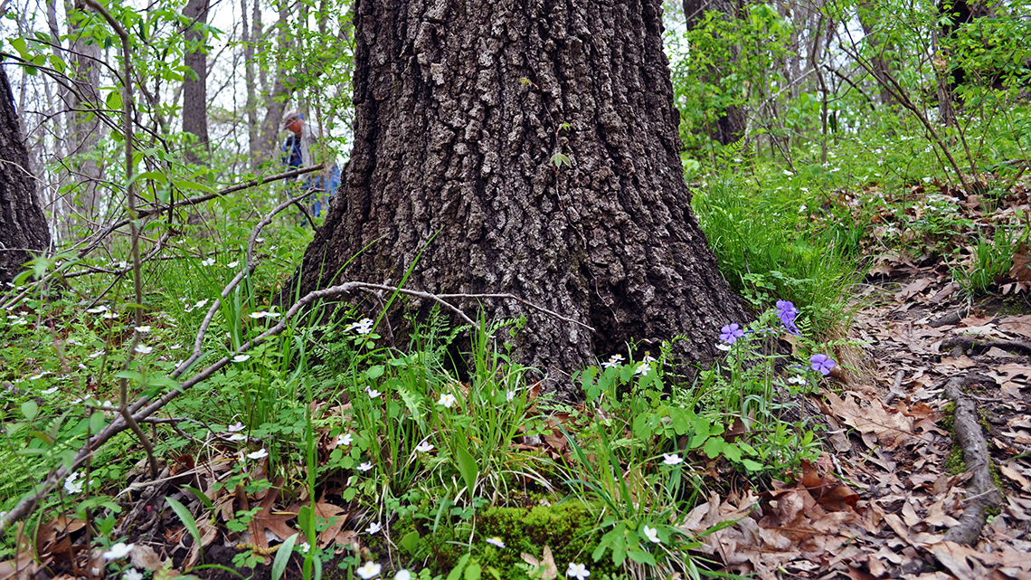 "Spring wildflowers around base of tree with human visitors in background"
