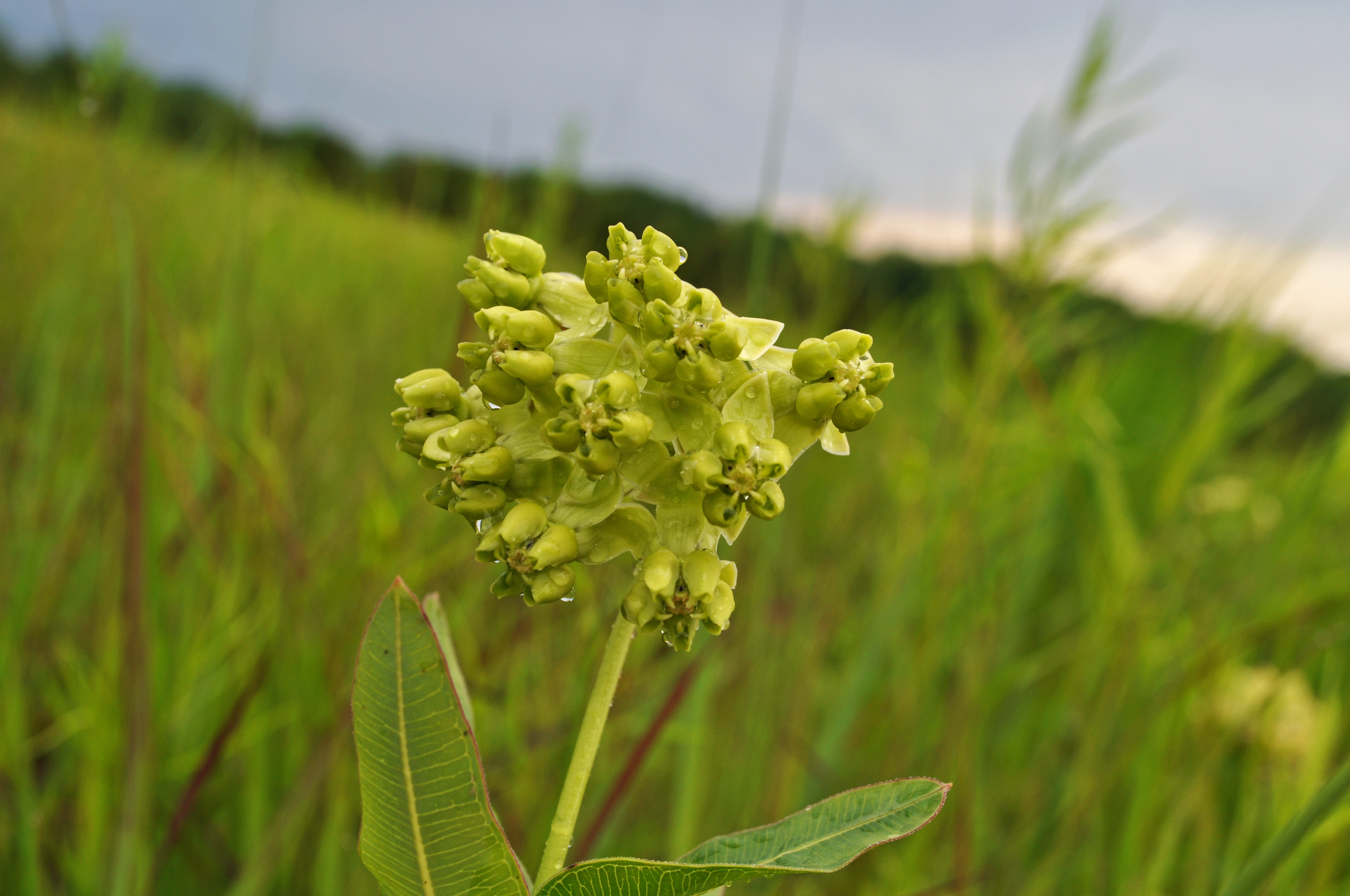 "Close-up of Mead's milkweed in bloom in field"