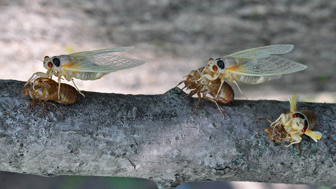 "Three pale cicadas, newly emerged from their shells"