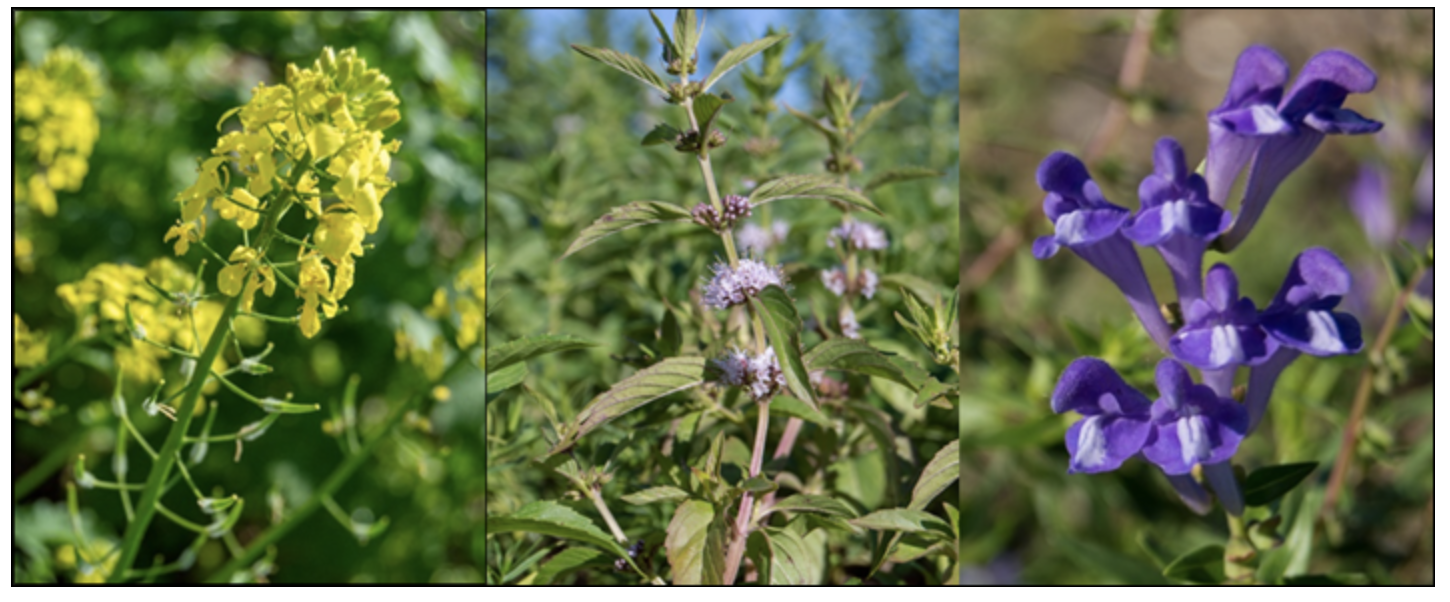 "Left to right, white mustard, wild mint and Chinese skullcap"