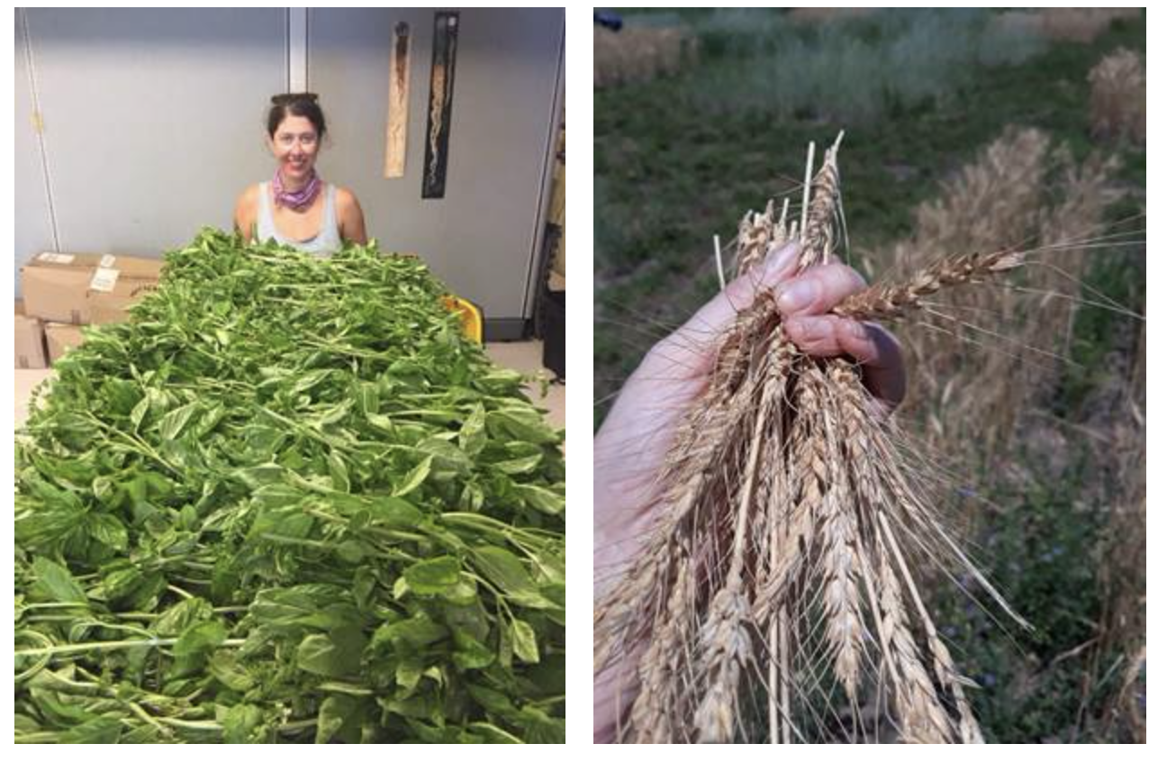 "Left, Liz Koziol behind table filled with cut basil; right, close-up of hand holding bunch of wheat"