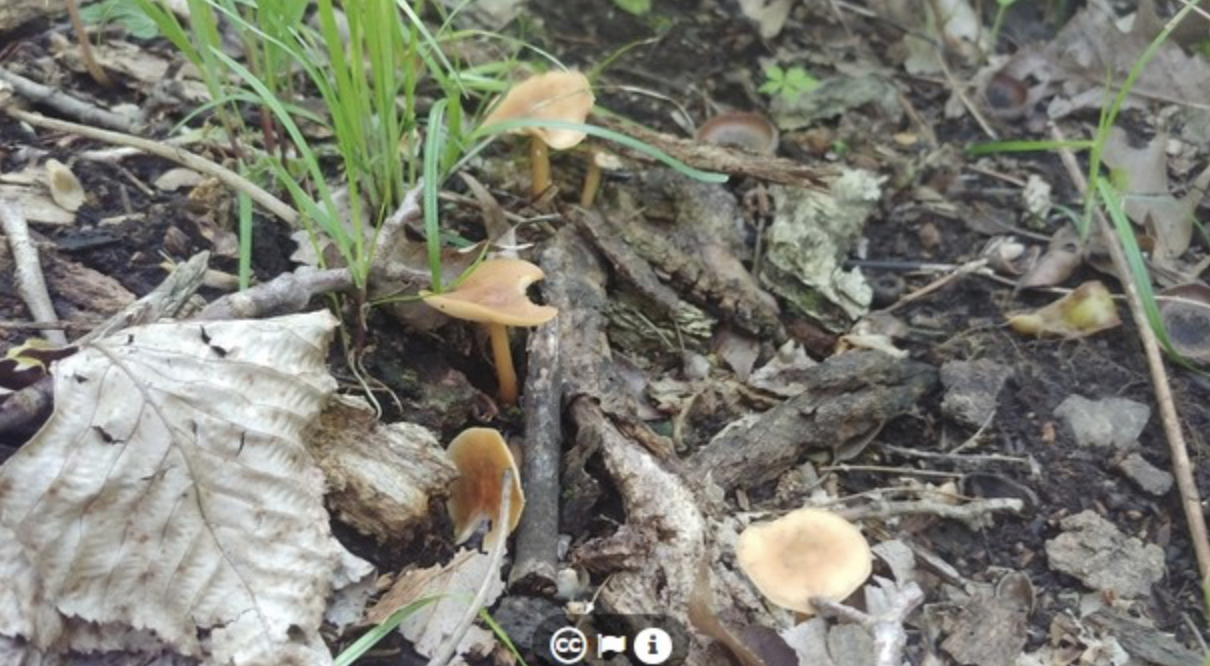 "Close-up of fungi Gymnopus dryophilus on forest floor with leaf litter"