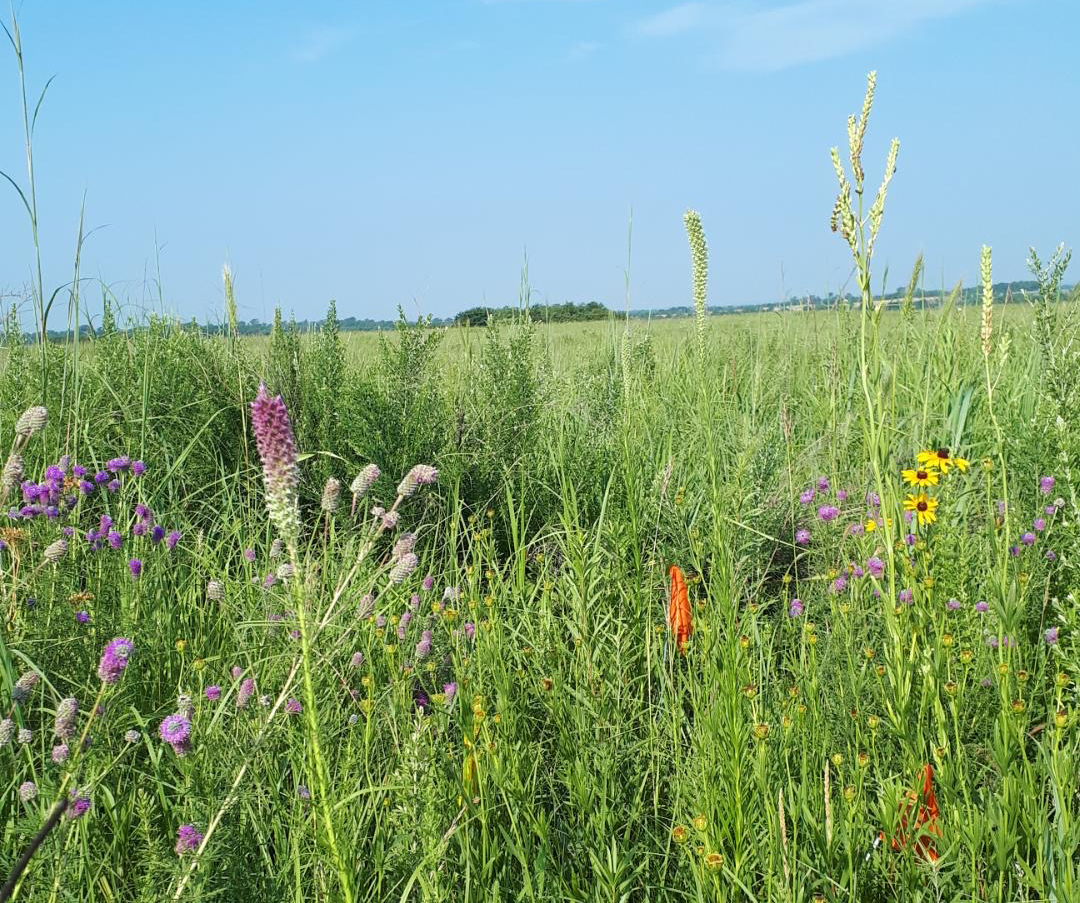 "Wildflowers in meadow at Anderson County Prairie Preserve"