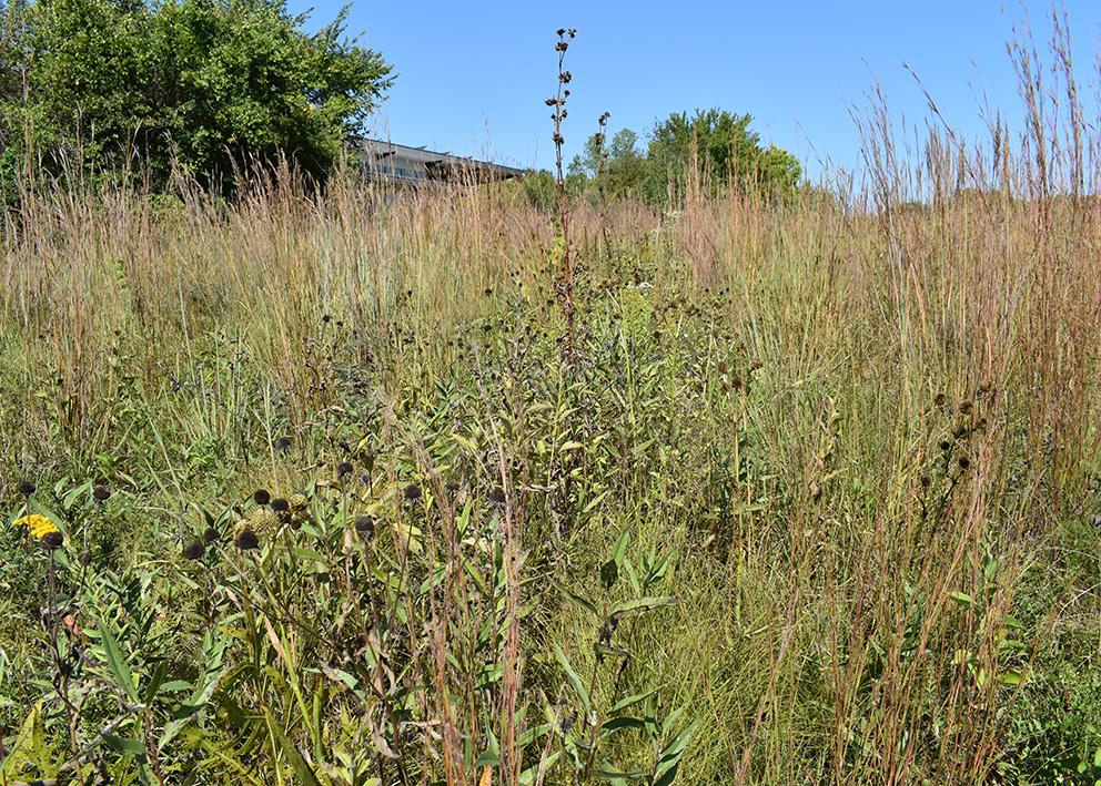 Wildflower plants in late-season stage with tallgrass on each side of them