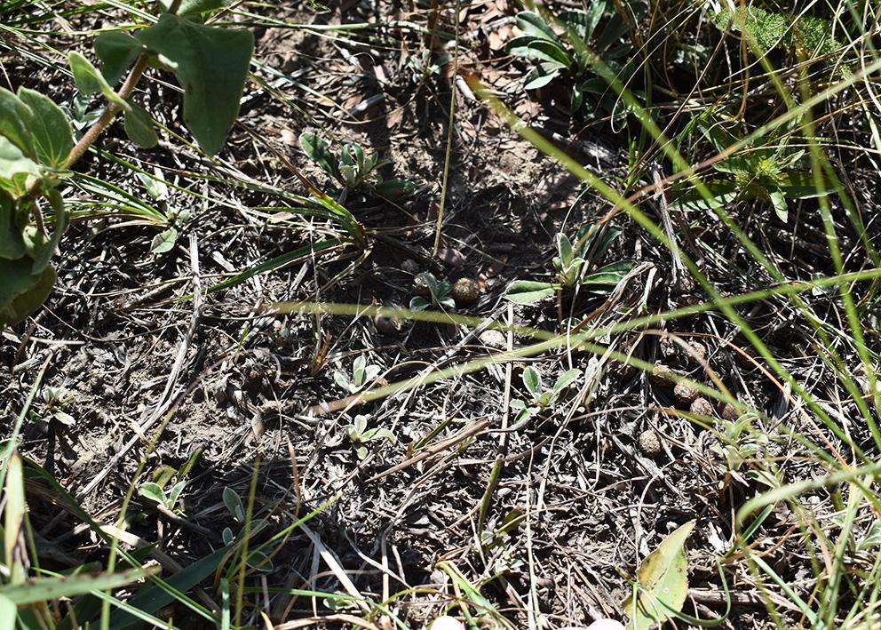 Small rosette plants on mostly bare ground