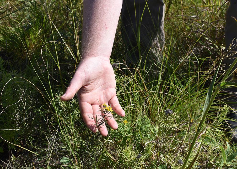 Researcher's hand showing small goldenrod bloom