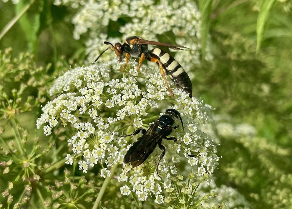 Wasps on umbel flower.
