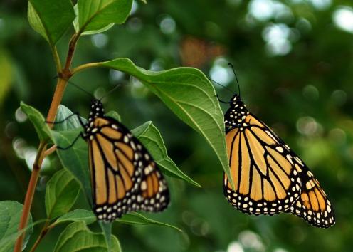Monarch butterflies on shrub