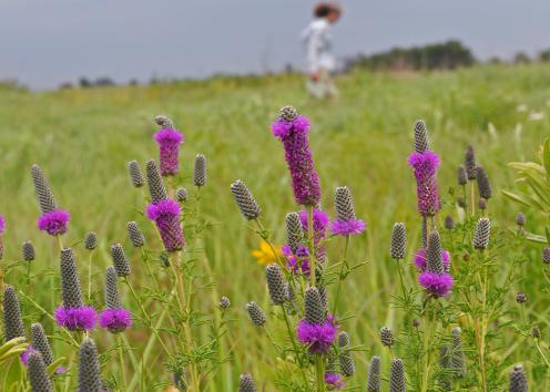 Purple prairie flowers with person in background