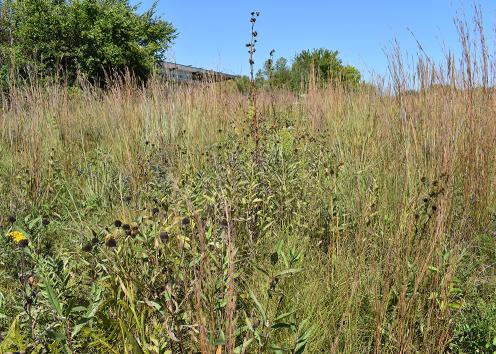 Wildflower plants in late-season stage with tallgrass on each side of them