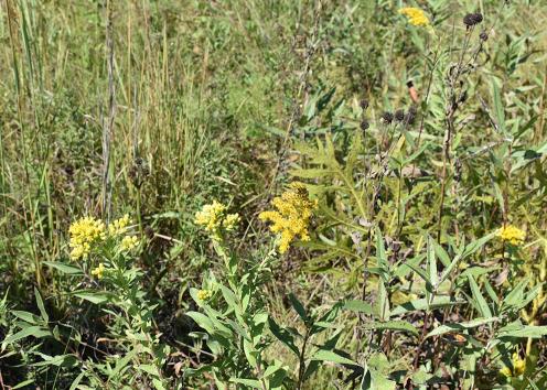 To different species of goldenrod in bloom in prairie setting