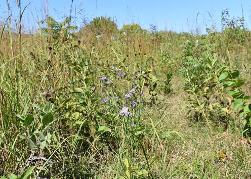 Tall, slender aster plant with lavender flowers in prairie setting