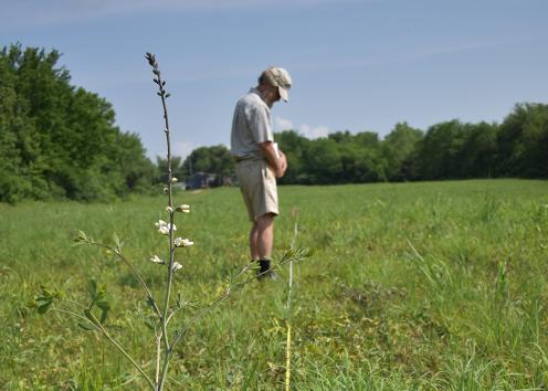 Researcher in prairie setting with white wild indigo plant in blooms