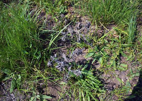 Plants on ground with damage to yellow wild indigo plants obvious