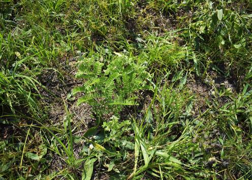 Plants on ground with fairly healthy lead plant in center