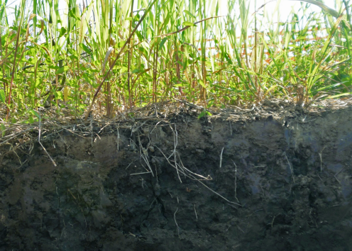 Soil horizon showing roots below ground in dark, wet soil and a crop above ground