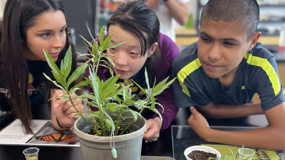 Three students look at monarch caterpillars on potted milkweed plant