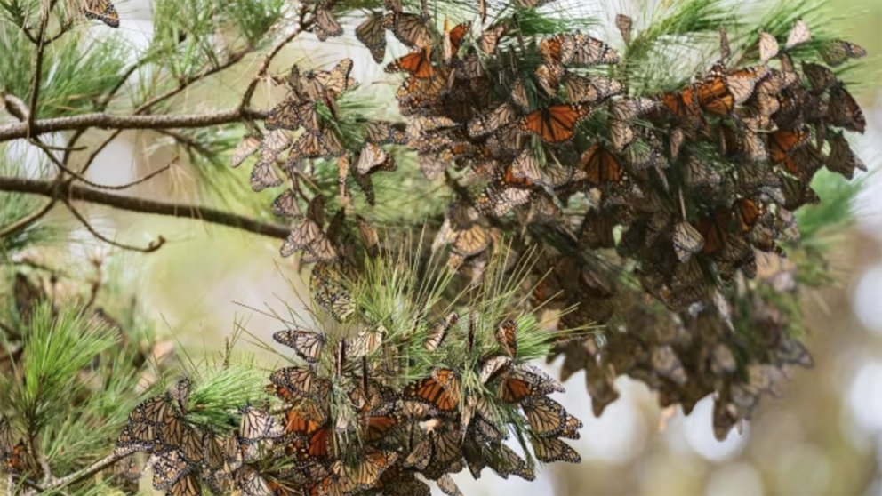 Clusters of monarch butterflies cling to pine branches