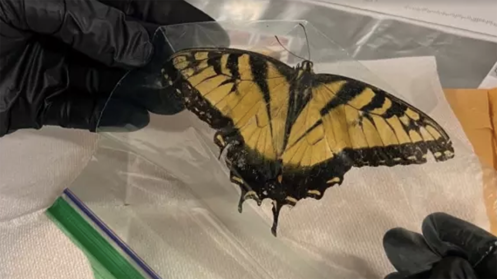 Swallowtail butterfly on lab table held by a person's gloved hands