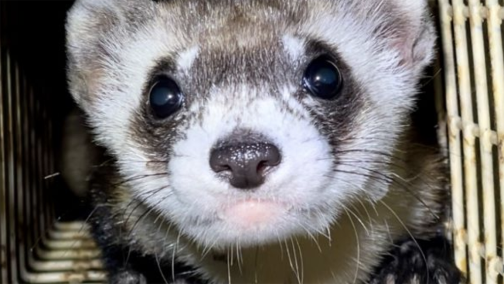 Close-up of face of black-footed ferret 