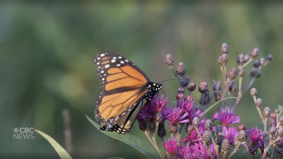 Screenshot from CBC website video of monarch butterfly on purple wildflower